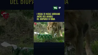 I regali di Natale arrivano anche agli animali del Bioparco di #Roma