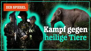 Elefanten in Thailand: Urlaub machen, wo andere um Lebensraum kämpfen? – Shortcut | DER SPIEGEL