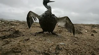 Disastro ambientale: una fuoriuscita di petrolio devasta le coste del Mar Nero