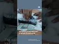 Drug-smuggling cat caught in Costa Rica | DW News