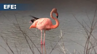 La población de flamingos de Galápagos disminuye debido al cambio climático y especies invasoras