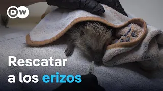 Una clínica de erizos en Italia