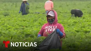 Redadas de ICE desatan pánico entre agricultores: &quot;duele que nos traten como criminales&quot;