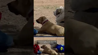 Dog reunited with toddler it helped save in the wilderness