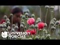 Camuflada entre plantaciones de maíz, así cultivan la amapola (base del opio) en México