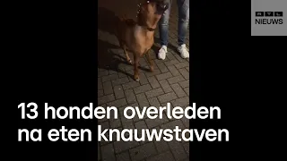 Hond Riva dood door weerwolfsyndroom