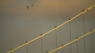 El estonio Jaan Roose completa el impresionante paseo en cuerda floja entre rascacielos en Dubái