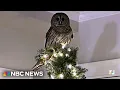 Good News: Owl surprises Virginia family by perching atop Christmas tree