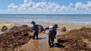 Planeta Tierra: El sargazo obliga a declarar la emergencia en las costas de Quintana Roo, México