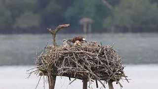 Marais d&#39;Orx: ein Feuchtgebiet mit reicher Geschichte, vielfältiger Natur und Raubvögeln