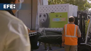 Australia recibe dos pandas gigantes de China para reflejar la normalización de sus lazos