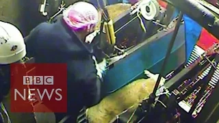 ABATTOIR Secret film exposes abattoir cruelty