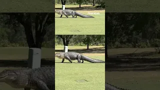 Massive alligator strolls through Florida golf course: &#39;Boo!&#39;