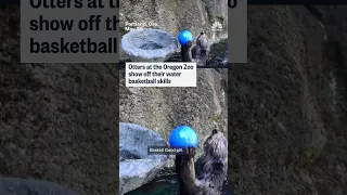 Otters at the Oregon Zoo show off their water basketball skills
