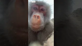 &#39;Say cheese!&#39;: Baboons take selfies