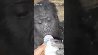 Turkish authorities have seized a baby gorilla that was trying to be smuggled through the country.