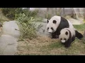 Panda-Babys in Hongkongs Ocean Park