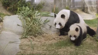 Panda-Babys in Hongkongs Ocean Park