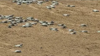 Tourists in São Tomé gather to watch release of 400 baby turtles into the sea