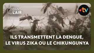 Moustique-tigre : les autorités sanitaires en alerte