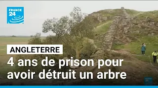 Deux hommes condamnés à quatre ans de prison pour avoir détruit l&#39;arbre le plus célèbre d&#39;Angleterre