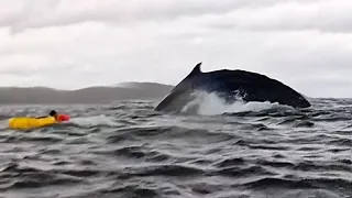 Une baleine à bosse avale puis relâche un kayakiste en Patagonie chilienne