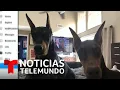 MASCO CORP. - Famosos derriten las redes sociales con tiernas fotos de sus perros en el Día del Amor por las Masco