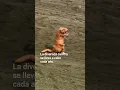 TREX COMPANY INC. - 🦖 Celebran divertida carrera con trajes de dinosaurios T-Rex.