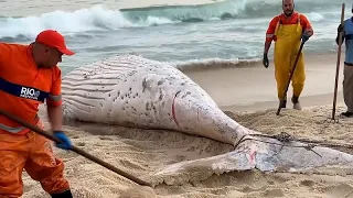 Balena morta trovata sulla spiaggia di Rio de Janeiro