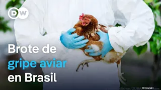 Chile suspende importación de pollo brasileño ante brote de gripe aviar