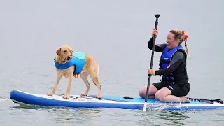 Whippet Margo gewinnt UK Dog Surf Championships