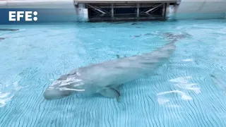 BELUGA Ballena beluga sobrevive a una cirugía histórica en Chicago