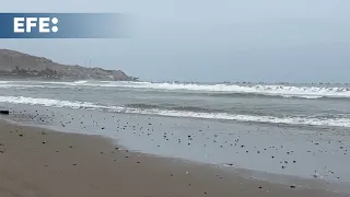 Intenso oleaje que golpea el Pacífico Sur puede volver pronto por tormentas en el hemisferio norte